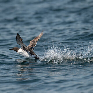 Farne Islands - Guillemot